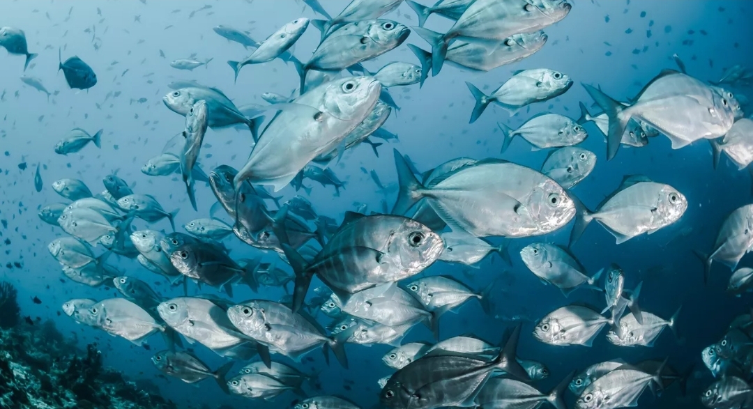 علماء روس يطورون عبوات تغليف من نفايات معالجة الأسماك قابلة للتحلل ذاتيا (أونسبلاش)