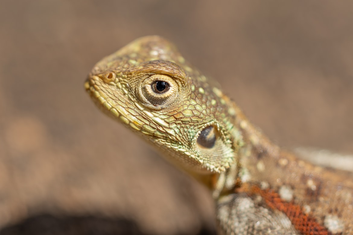 حديقة حيوانات موسكو تستقبل كائنا نادرا من صحارى دولة عربية (أونسبلاش)