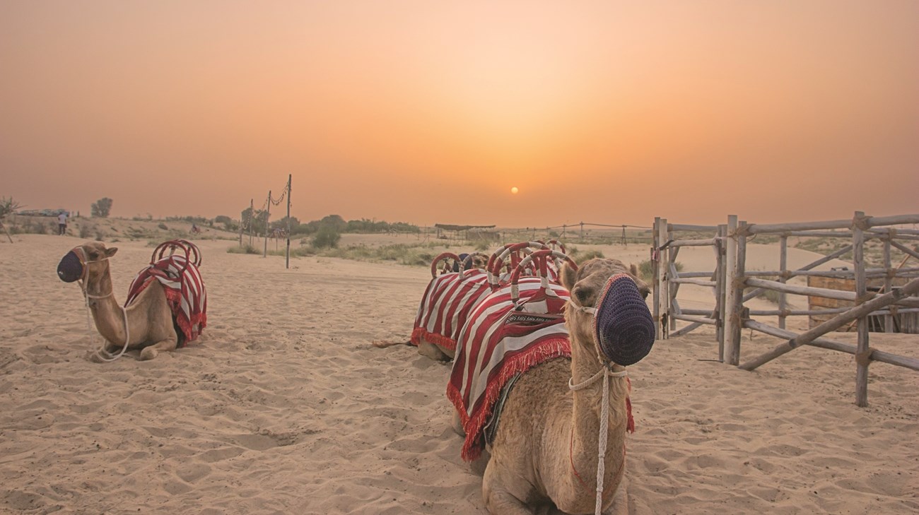 شتاء الإمارات يجمع العائلة ويحيي التراث (زهرة الخليج)