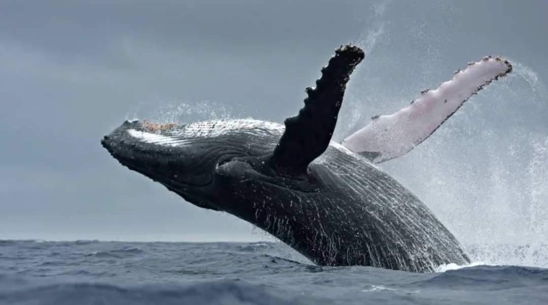 حيتان العنبر تتحدث مثلنا؟ العلماء يرصدون نظامًا صوتيًا يشبه النطق البشري (الرجل)