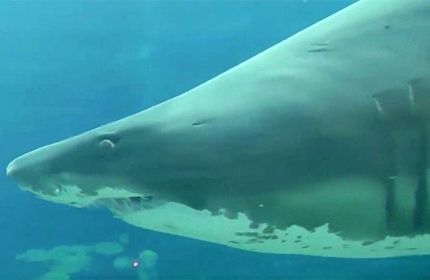 اليمن.. حوت قرش ضخم يثير الذعر في عدن (روسيا اليوم)