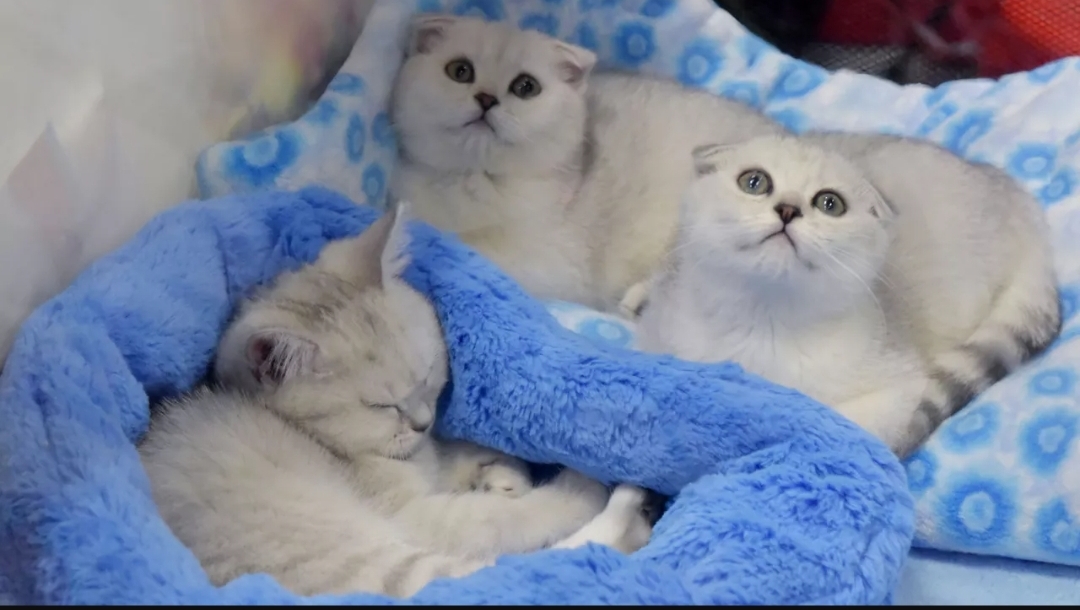 دراسة: تربية القطط قد تزيد خطر الإصابة بـ(الفصام) (سبوتنيك)