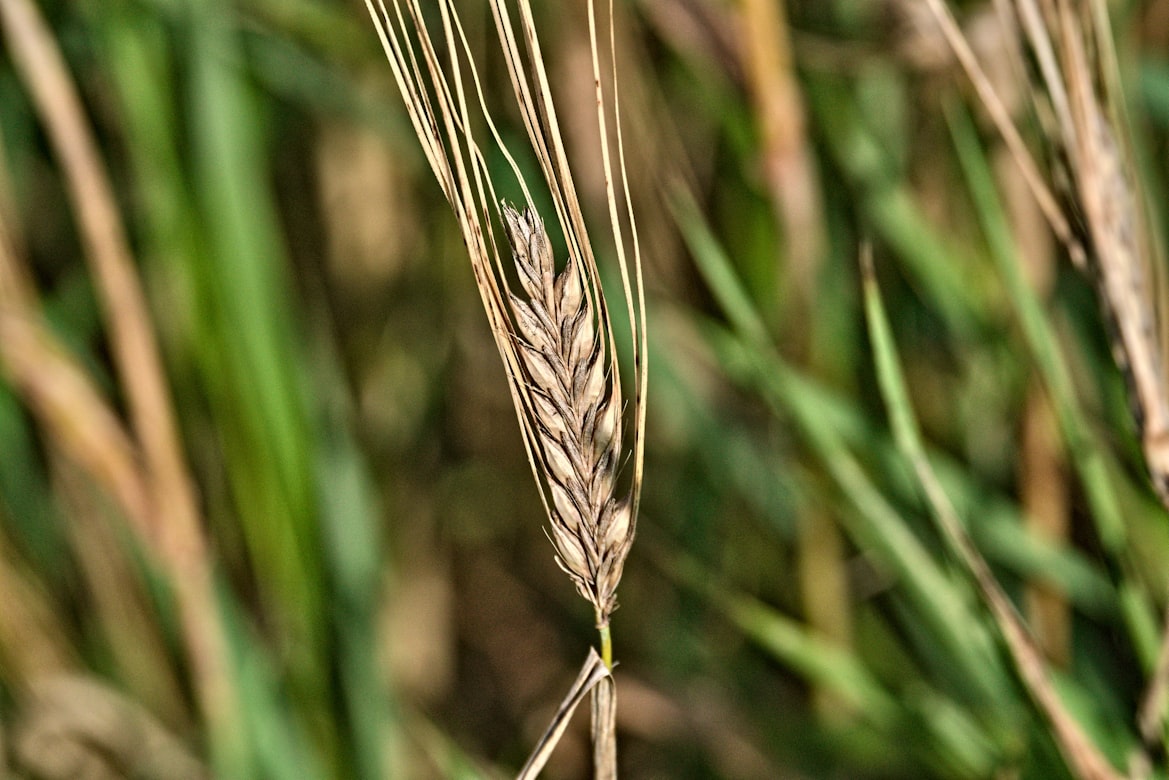 علماء روس ينجحون في إنبات الشعير على تربة شبيهة بسطح المريخ قبل 3 ساعات (أونسبلاش)
