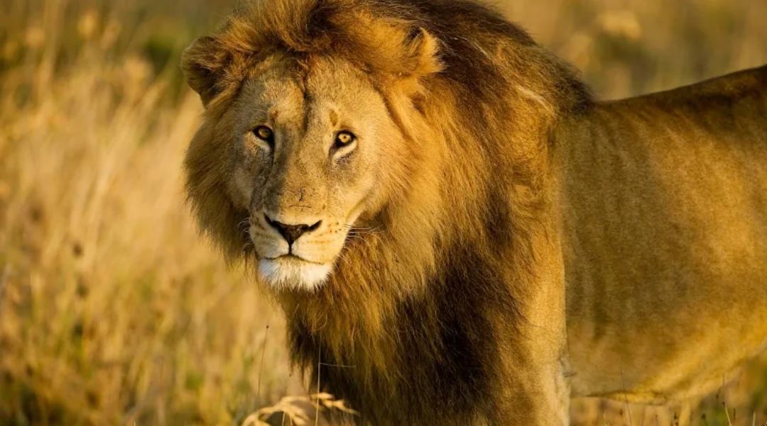 الذكاء الاصطناعي يفك شفرة أصوات الأسود ويكشف زئيرًا غير معروف (الرجل)