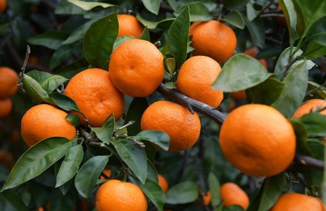 اليوسفي بين الفوائد والمخاطر.. نصائح هامة لمرضى المعدة (سبوتنيك)