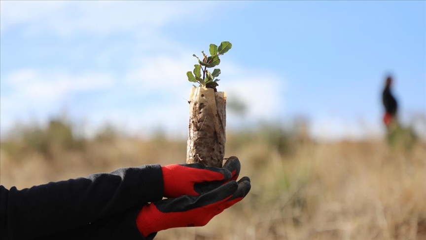 بتشجير تطوعي.. عمليات تجميل لغابات تونسية شوهتها الحرائق