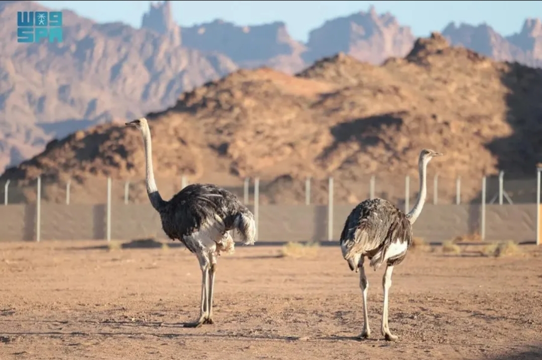 توطين طائر الجمل بعد غياب لأكثر من 100 عام - الصورة من وكالة الأنباء السعودية (واس)
