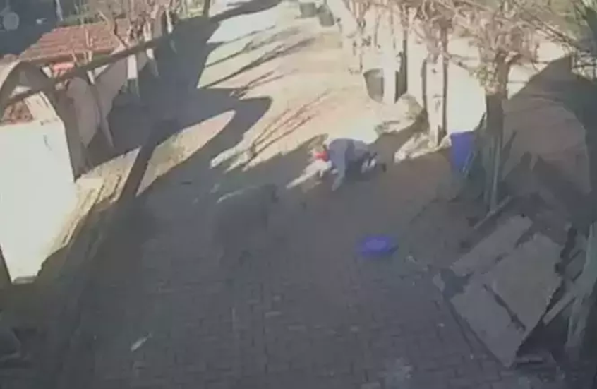 حادثة صادمة في إسطنبول.. كبش يهاجم صاحبه لعدة دقائق وعدسات الكاميرا توثق الواقعة (روسيا اليوم)