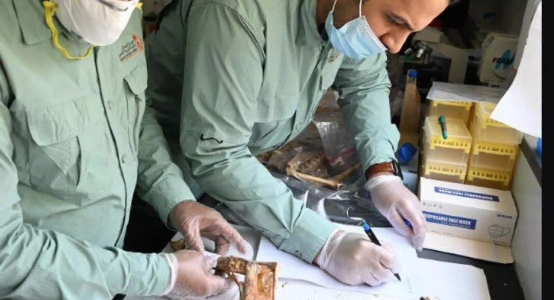 العثور على فهود محنطة طبيعيا في كهوف السعودية (متداول على مواقع التواصل الاجتماعي)