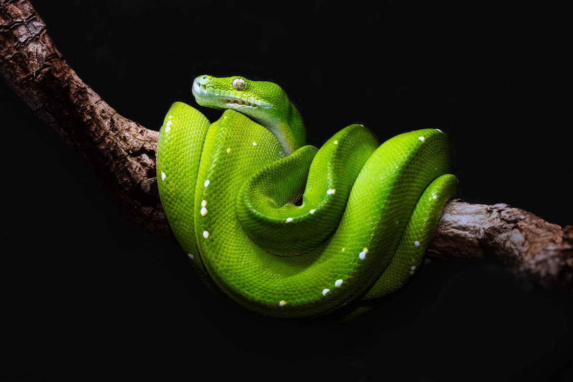 أول أثر لأفعى بيثون في تايوان.. كشف مذهل عن مفترس عملاق من العصر الجليدي (أونسبلاش)