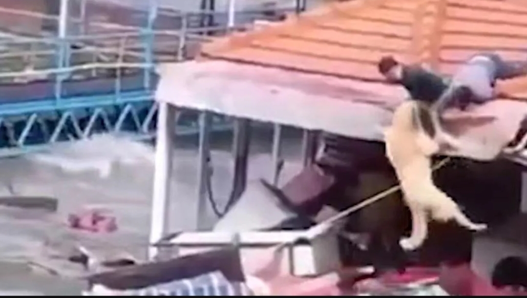 مشهد مؤثر لإنقاذ كلب بانتشاله من دوامات فيضانات ألانيا (متداول على منصة إكس)