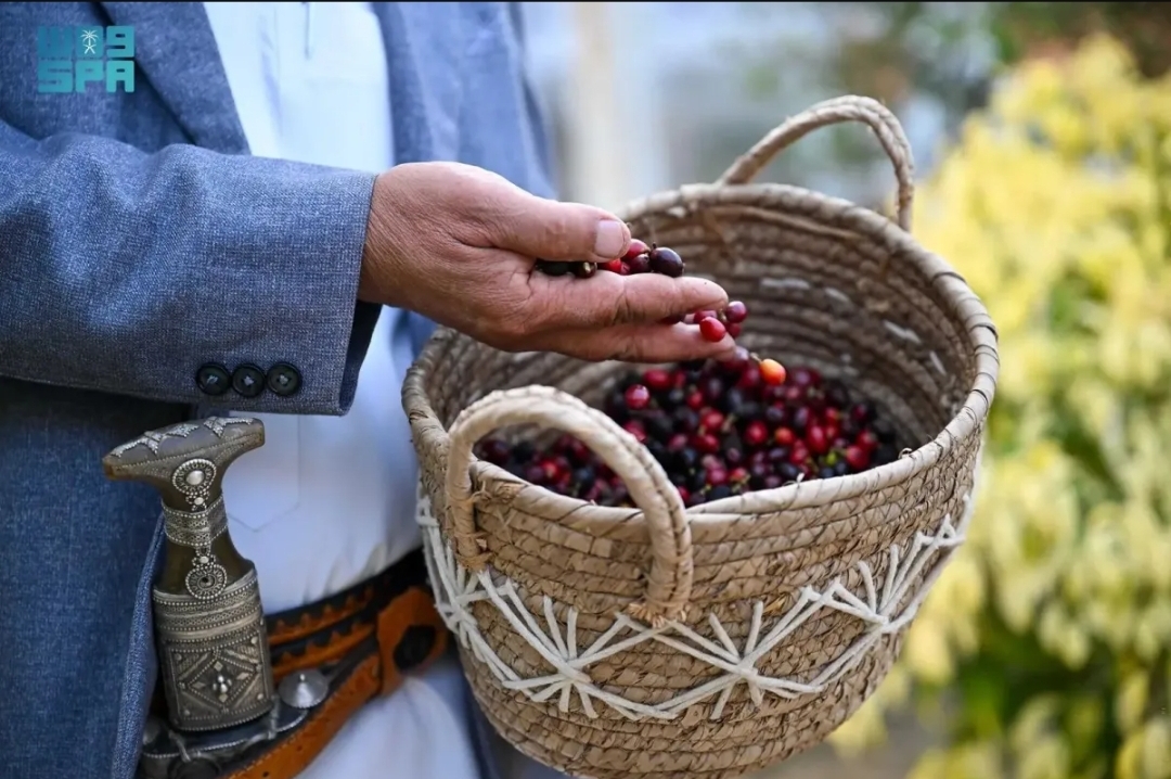 البن السعودي من مزارع جازان (الصورة من واس)