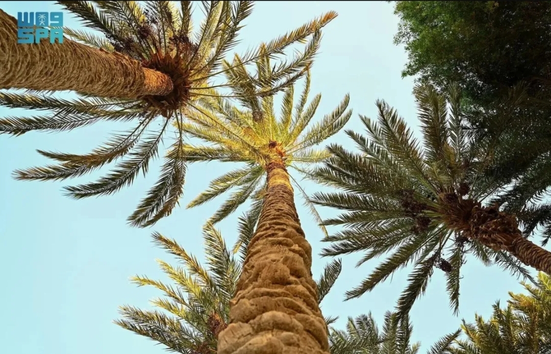مشهد من متنزه النخيل بمحافظة حقل (الصورة من واس)