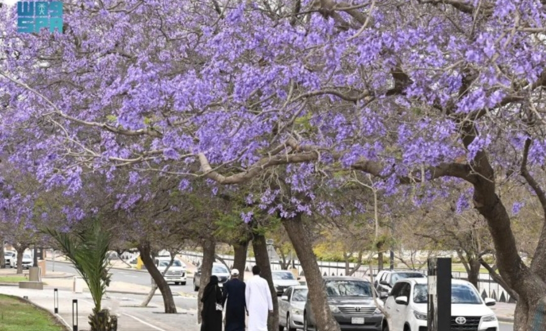 الجاكرندا ترسم ربيع أبها باللون البنفسجي (سيدتي)