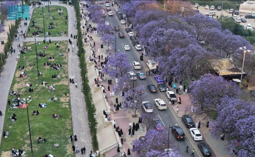 أشجار الجاكرندا في مدينة أبها (الصورة من واس)