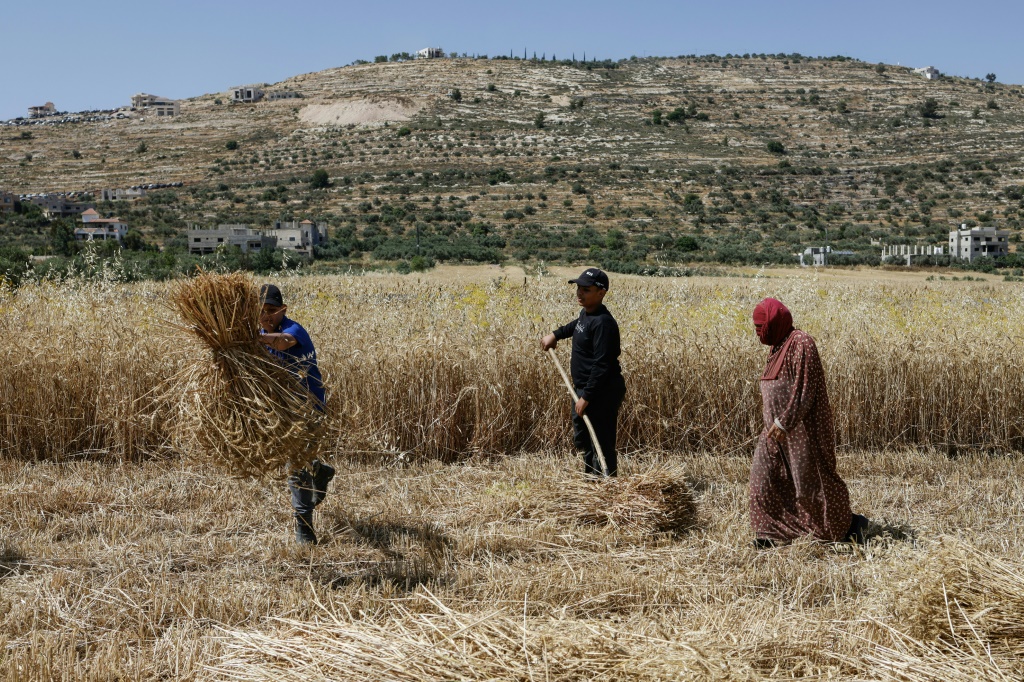 صورة مؤرخة في 4 حزيران/يونيو 2026 لفلسطينيين يحصدون القمح في حقل في قرية الساوية في الضفة الغربية المحتلة (ا ف ب)