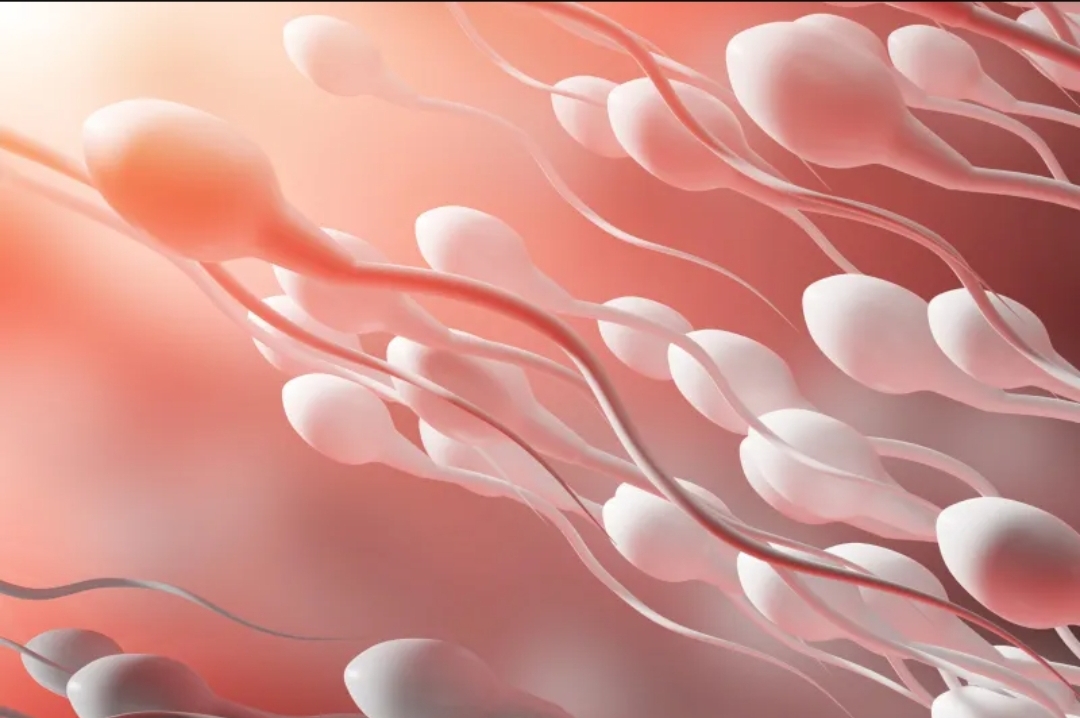 ميكروبيوم السائل المنوي ودوره المحتمل في القدرة الإنجابية للرجال (الرجل)