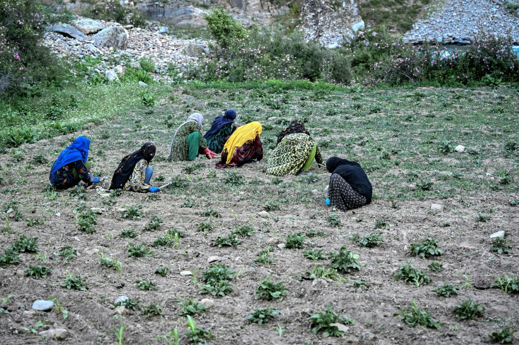 مزارعات أفغانيات يعملن في حقل في قرية اشتيوي التابعة لمديرية بارون في أفغانستان في الثامن من حزيران/يونيو 2026 (ا ف ب)