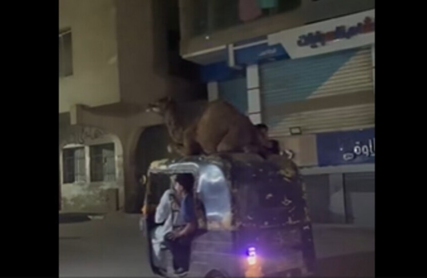 (يا مصر بتعمليها إزاي!).. فيديو طريف لعملية نقل جمل بطريقة غريبة (متداول)
